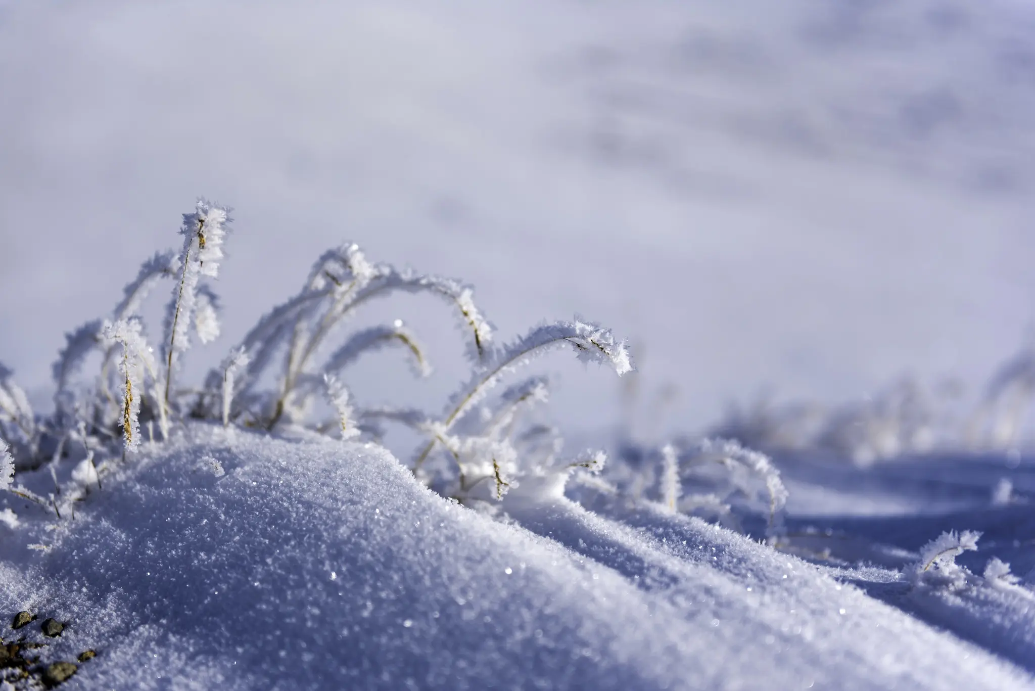 Blog post image: Winter Weather Scene of Snow and Ice Crystals on Grass 