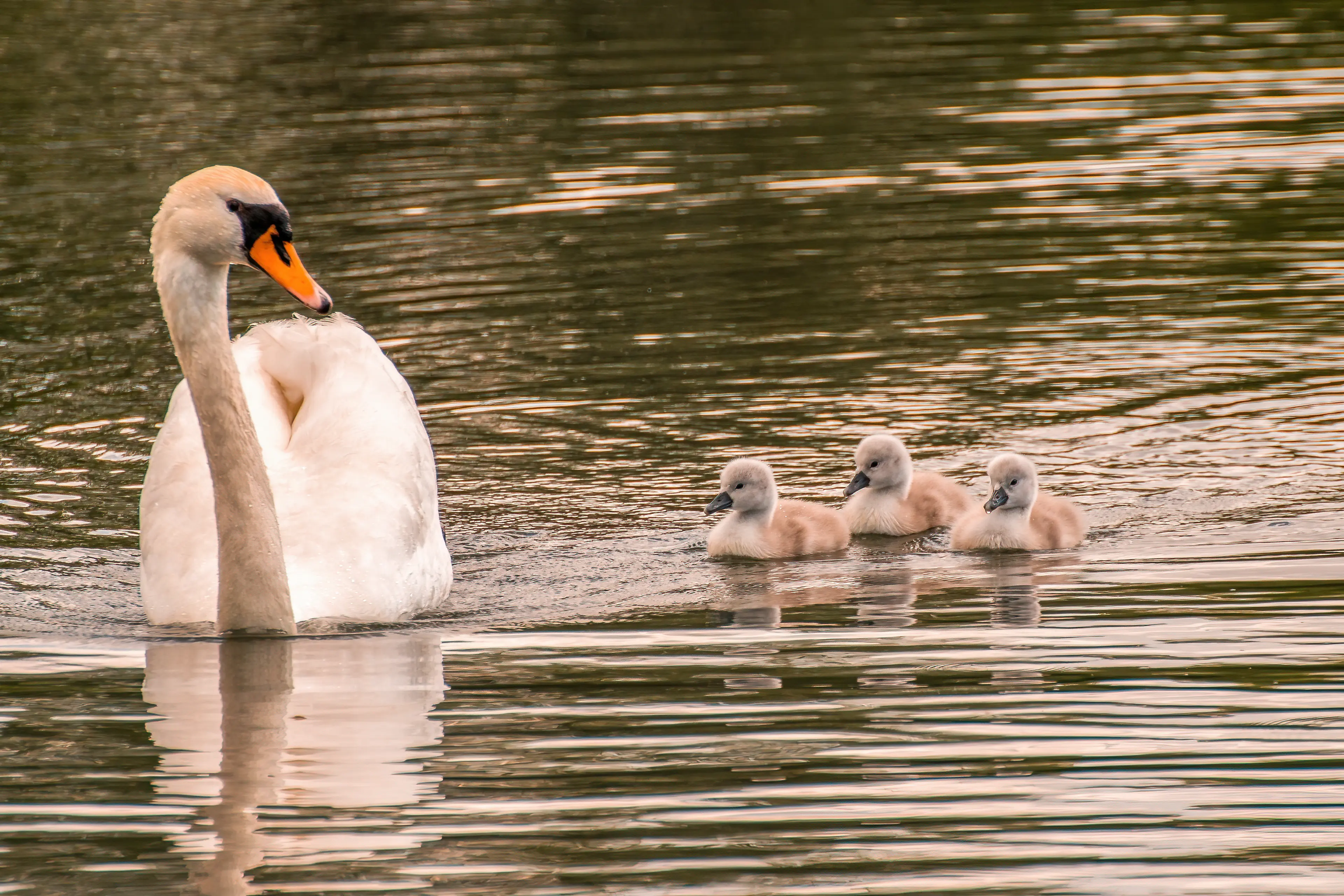 Slide - Community Lake Views
