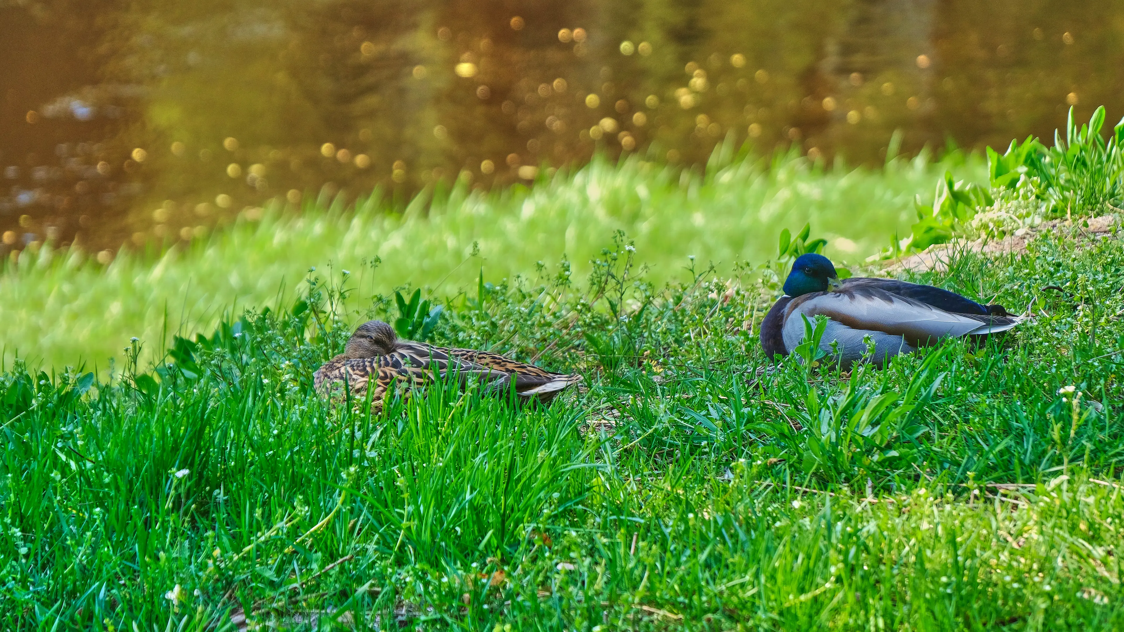 Thumbnail - Amenities