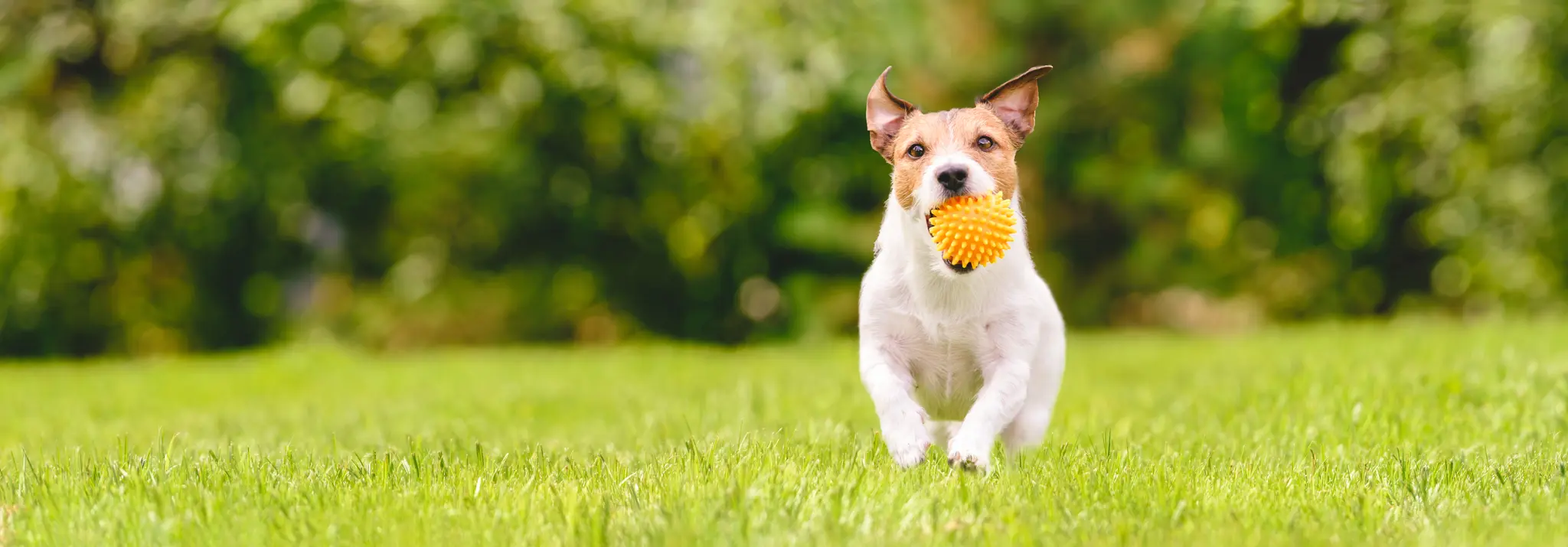 Dog Park