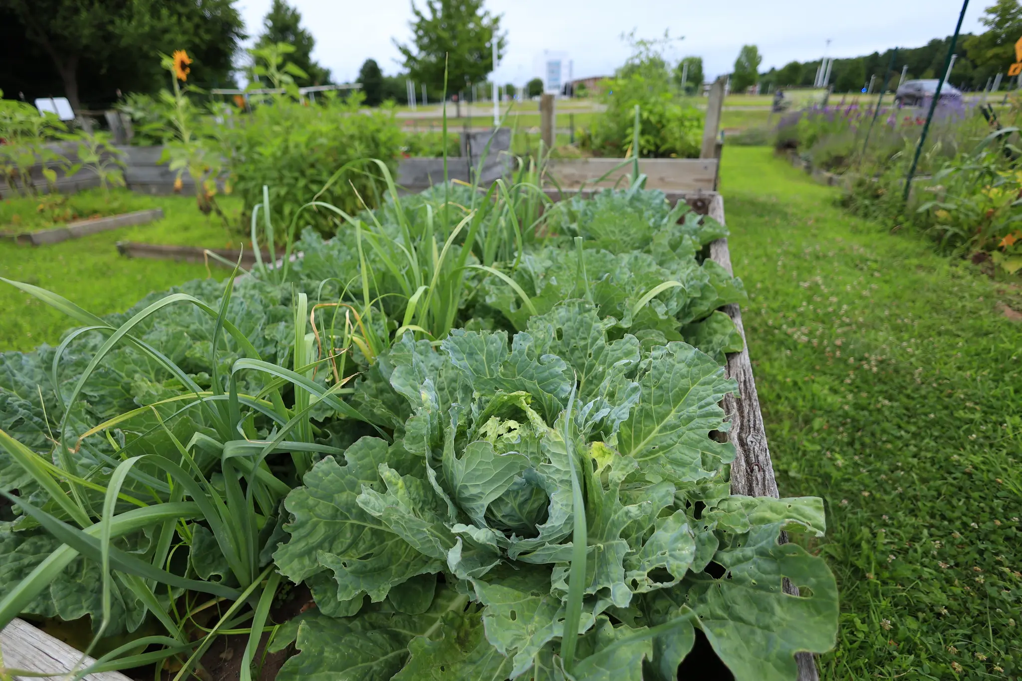 Neighborhood Garden