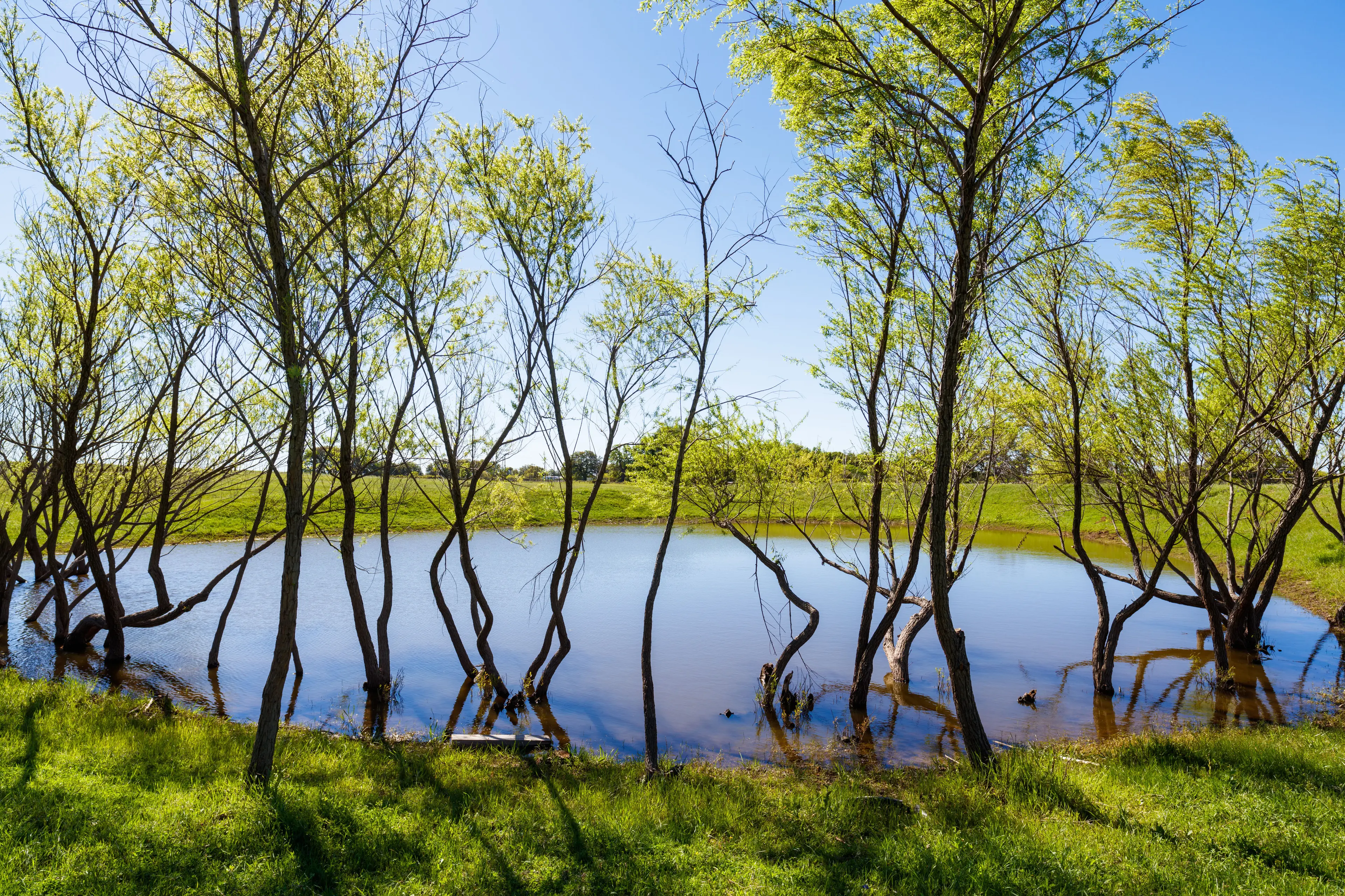 Mockingbird Ridge